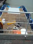 Kapal penarik keur dijual