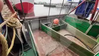 Kapal pangangkut lauk hirup keur dijual