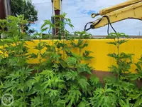 Tongkang keur dijual