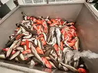 Fishing Trawler pikeun dijual